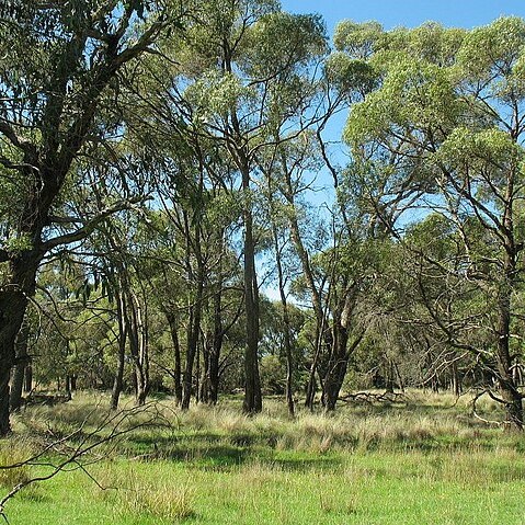 Eucalyptus aggregata unspecified picture