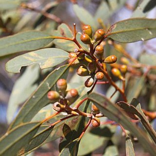 Eucalyptus obtusiflora unspecified picture