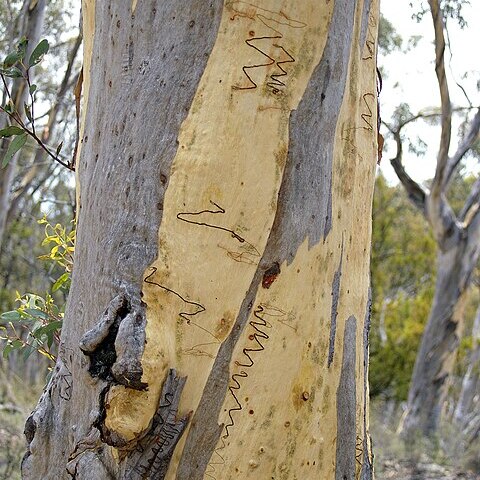 Eucalyptus haemastoma unspecified picture