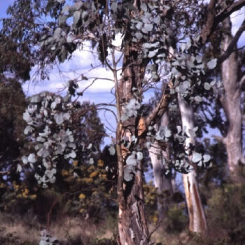 Eucalyptus canobolensis unspecified picture