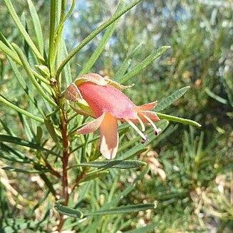 Eremophila latrobei unspecified picture