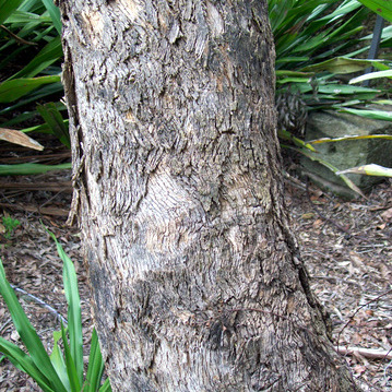 Eucalyptus conica unspecified picture