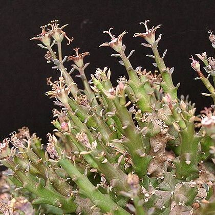 Euphorbia polycephala unspecified picture