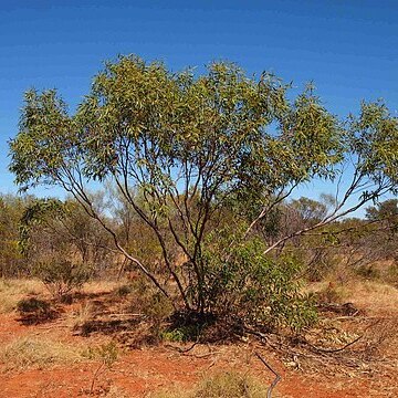 Eucalyptus odontocarpa unspecified picture