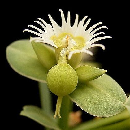 Euphorbia sarcodes unspecified picture