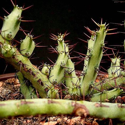 Euphorbia subscandens unspecified picture