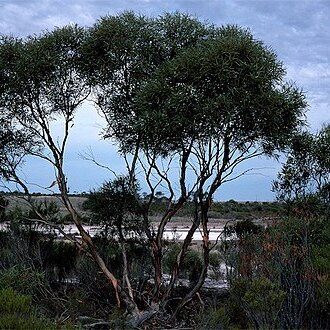 Eucalyptus halophila unspecified picture