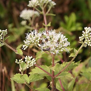 Eupatorium formosanum unspecified picture