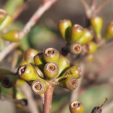 Eucalyptus luteola unspecified picture