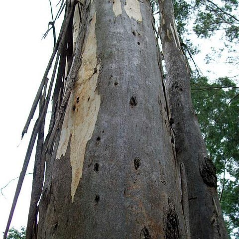 Eucalyptus amplifolia unspecified picture