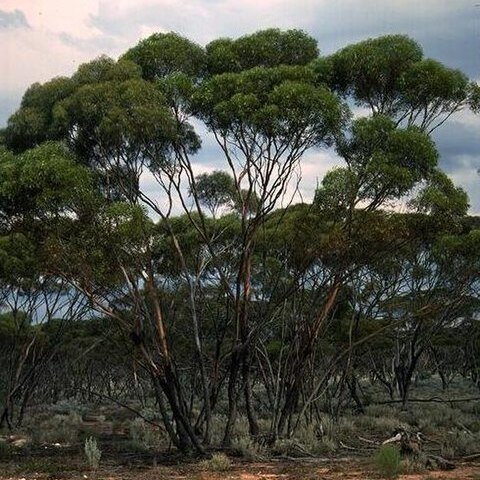 Eucalyptus melanoxylon unspecified picture