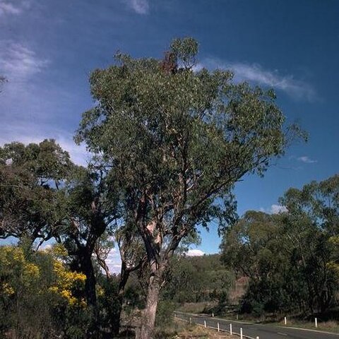 Eucalyptus malacoxylon unspecified picture