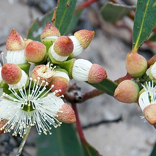 Eucalyptus cosmophylla unspecified picture