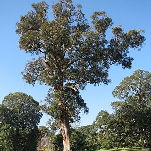 Eucalyptus muelleriana unspecified picture