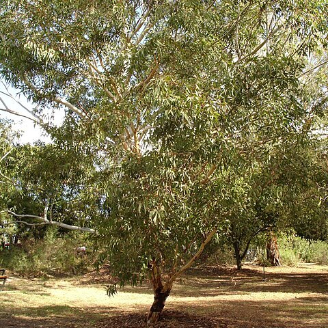 Eucalyptus laeliae unspecified picture