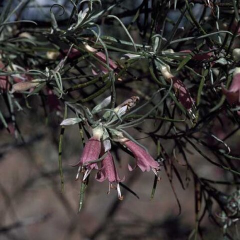 Eremophila stenophylla unspecified picture