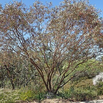 Eucalyptus websteriana unspecified picture