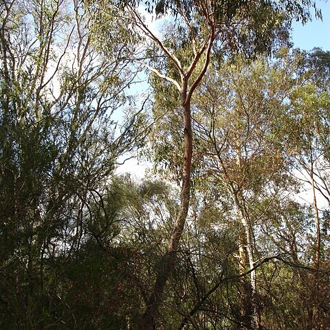 Eucalyptus macrorhyncha unspecified picture