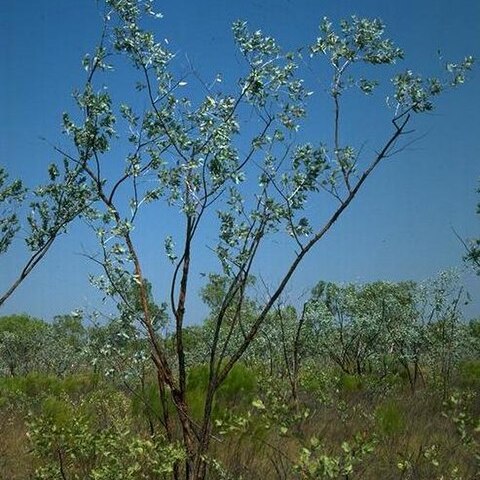 Eucalyptus ceracea unspecified picture