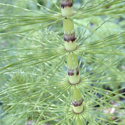 Equisetum unspecified picture