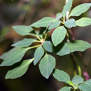 Euphorbia hoffmanniana unspecified picture