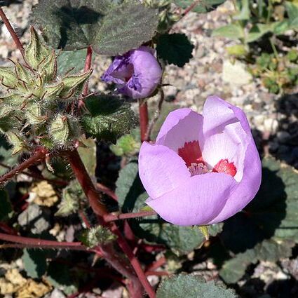 Eremalche rotundifolia unspecified picture