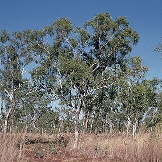 Eucalyptus tectifica unspecified picture