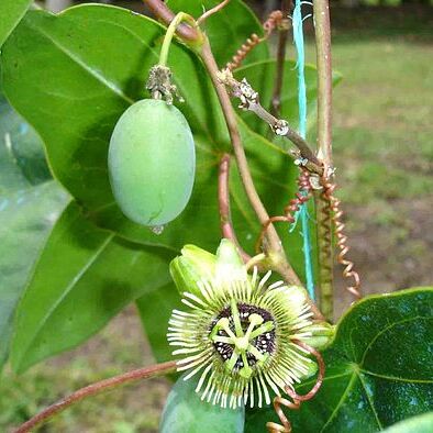 Passiflora coriacea unspecified picture