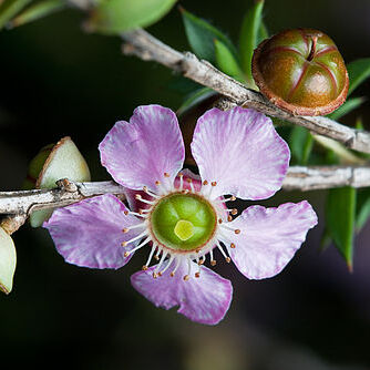 Leptospermum unspecified picture