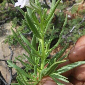 Lithospermum revolutum unspecified picture