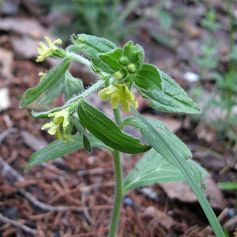 Lithospermum tuberosum unspecified picture