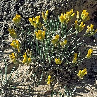 Physaria parvula (greene) o'kane unspecified picture