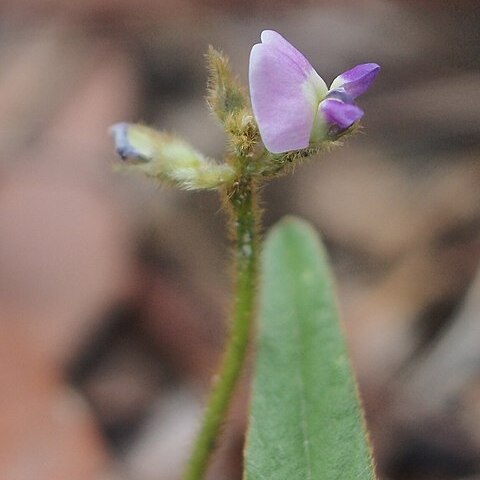 Glycine tomentella unspecified picture