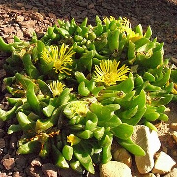 Glottiphyllum depressum unspecified picture