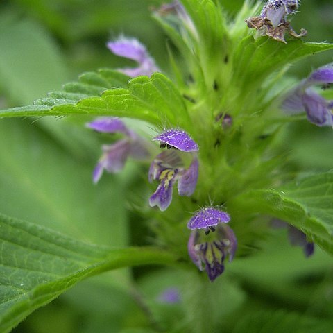 Galeopsis unspecified picture