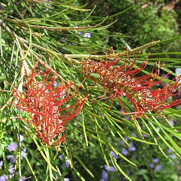 Grevillea tetragonoloba unspecified picture