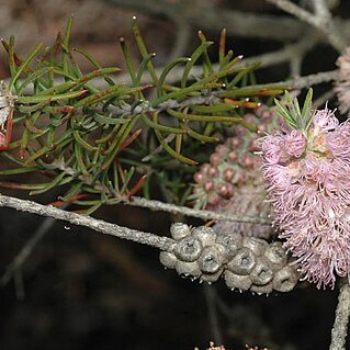 Melaleuca subfalcata unspecified picture