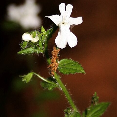 Nemesia albiflora unspecified picture