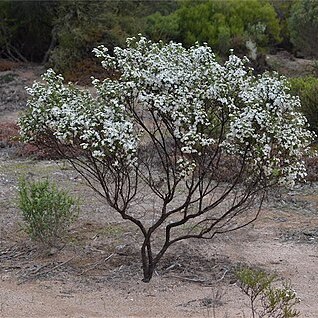 Olearia brachyphylla unspecified picture