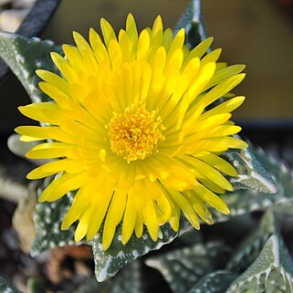 Faucaria tuberculosa unspecified picture