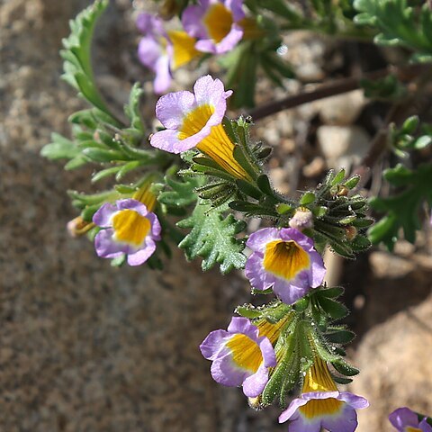 Phacelia bicolor unspecified picture