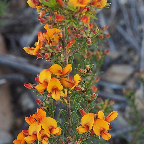 Pultenaea campbellii unspecified picture