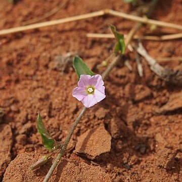 Polymeria ambigua unspecified picture