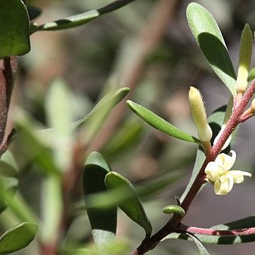 Persoonia subvelutina unspecified picture