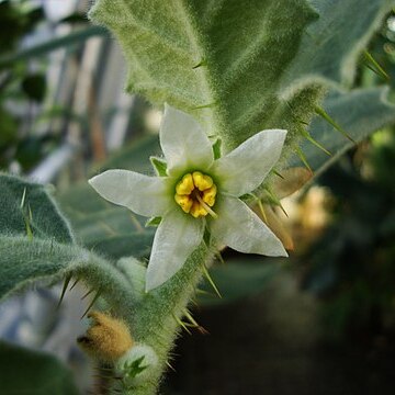 Solanum pseudolulo unspecified picture