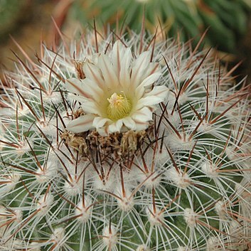 Stenocactus multicostatus unspecified picture