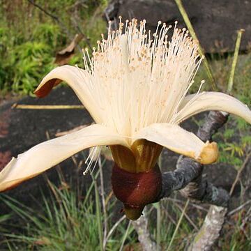 Pseudobombax tomentosum unspecified picture