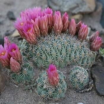 Sclerocactus brevispinus unspecified picture