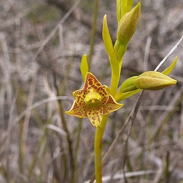 Thelymitra benthamiana unspecified picture