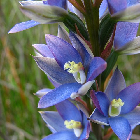 Thelymitra circumsepta unspecified picture